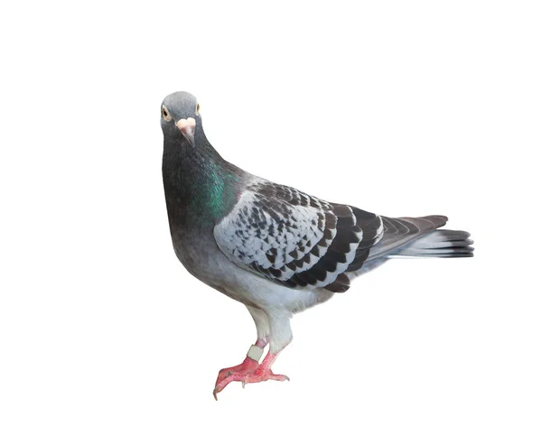 Corpo inteiro de pombo-correio pássaro isolado fundo branco — Fotografia de Stock