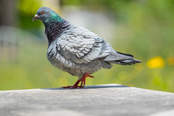 Taubenvogel und Körperfeder — Stockfoto