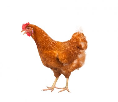 tam vücut kahverengi tavuk tavuk ayakta beyaz backgrou izole.