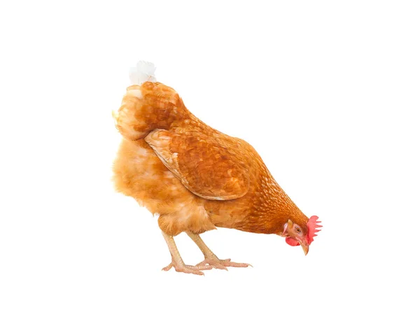 Close up chicken hen eating something isolated white background — Stock Photo, Image