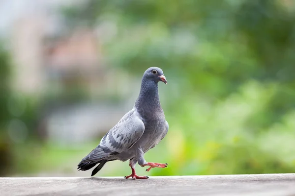 Ptak młody gołąb, chodzenie na poddaszu domu — Zdjęcie stockowe