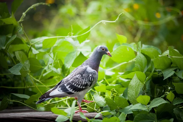 Young homing pigeon bird on ground with green peanut plant backg — Stock Photo, Image