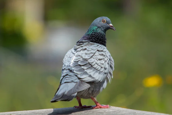 Posta güvercini kuş ve vücut tüy — Stok fotoğraf