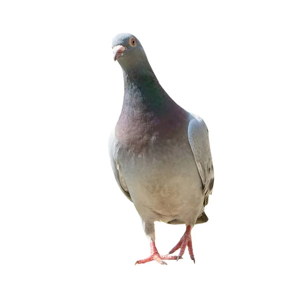 Full body of homing pigeon bird isolated white background — Stock Photo, Image