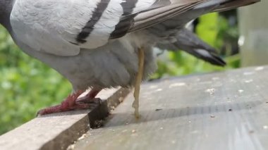 posta güvercini kuş içinde iç parasitge