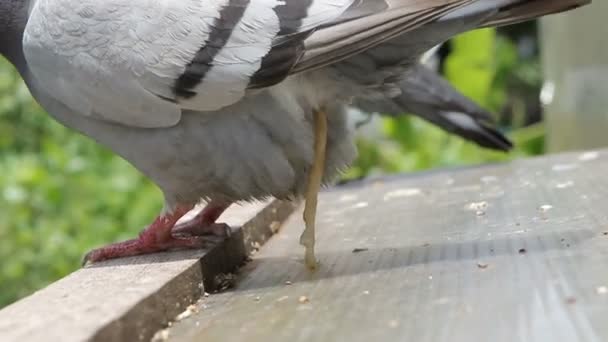 Interne parasitge in postduif vogel — Stockvideo