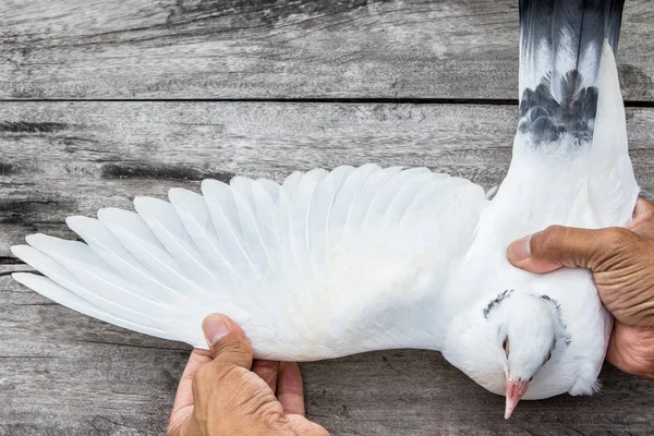 Primer plano ala de plumas blancas de pájaro paloma mensajera en el suelo de madera —  Fotos de Stock