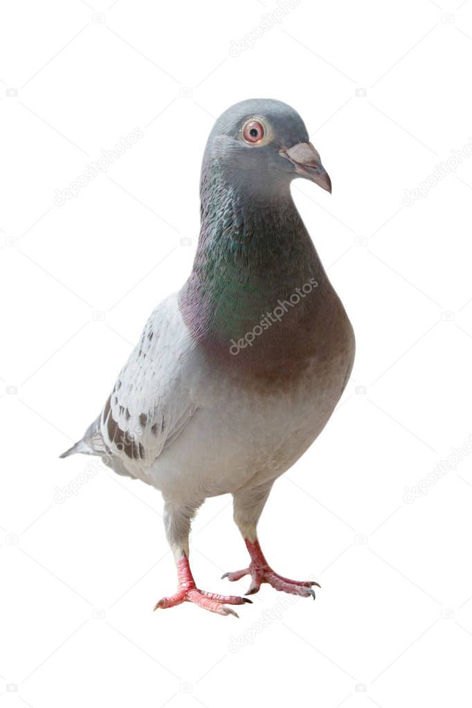 full body of homing pigeon bird isolated white background