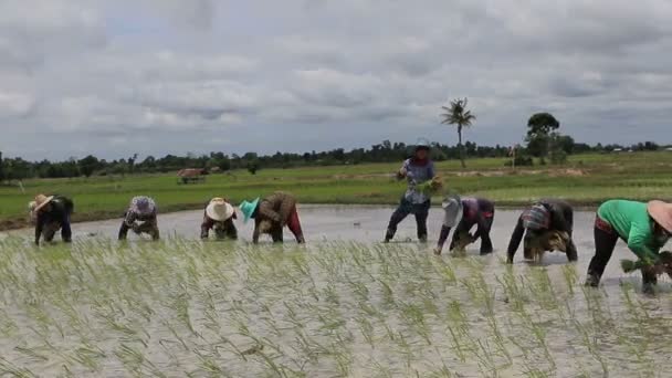 MAHASARAKHARM THAILAND - AGOSTO 8,2017: agricultor tailandês plantando arroz paddy na área de agricultura doméstica da província de mahasarakharm nordeste da Tailândia — Vídeo de Stock