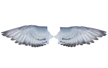 posta güvercini izole kuş beyaz adam iki kanat tüy