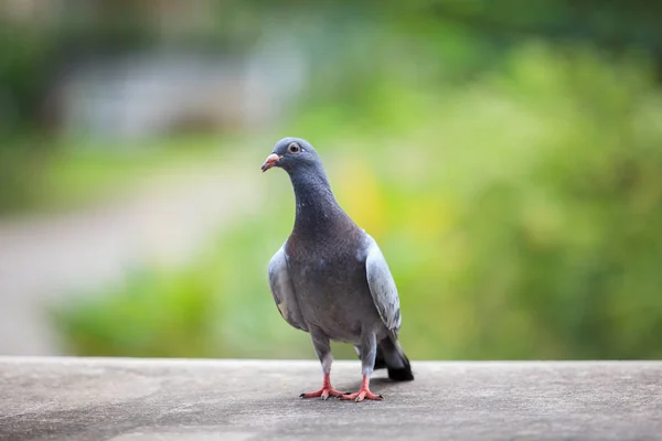 Junger Taubenvogel vor grünem Hintergrund — Stockfoto