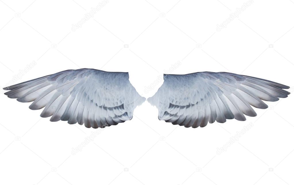 two wing feather of homing  pigeon bird isolated white backgroun