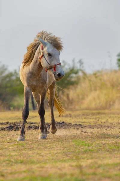 Caballo blanco de pie en el campo de la granja con hermosa luz del sol — Foto de Stock