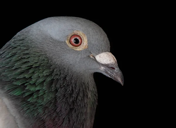 Close up face of homing bird bill on black — Stok Foto