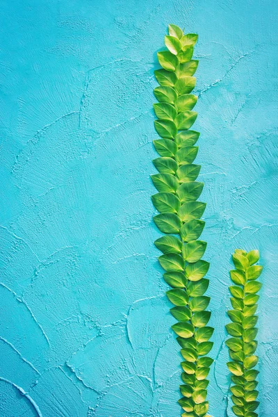 Kletterpflanze an schöner blauer Wand — Stockfoto