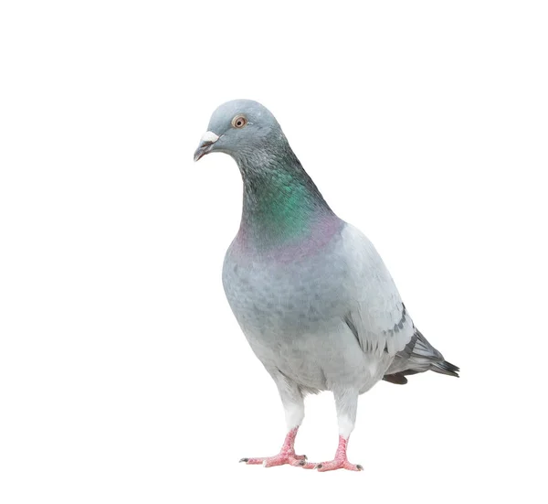 Full body of check color homing pigeon show pattern body and win — Stock Photo, Image