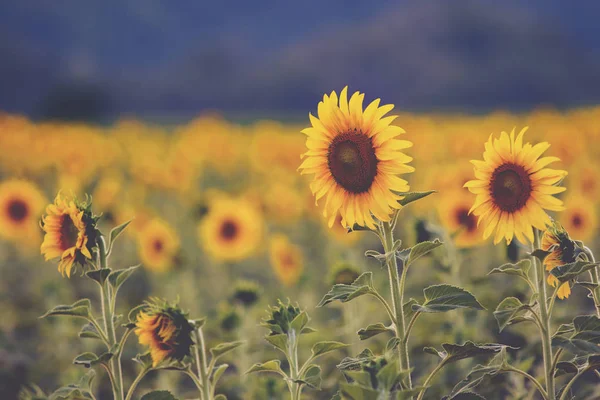 Sunflower blooming in field cinema color process style — Stock Photo, Image