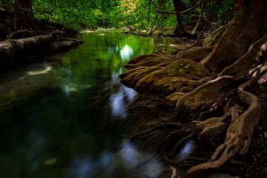 arawan su küçük lagün ve bitki kök Milli Parkı düşüyor