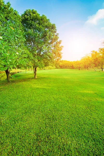 Bela luz da manhã no parque público com campo de grama verde ve — Fotografia de Stock