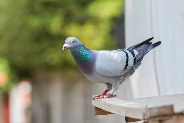 Poštovní Holub pták prohlížení na domácí podkroví — Stock fotografie