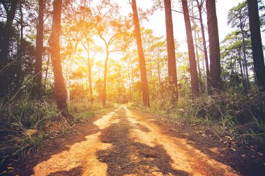 Güzel güneş ışığı ve ülkede yol çam 