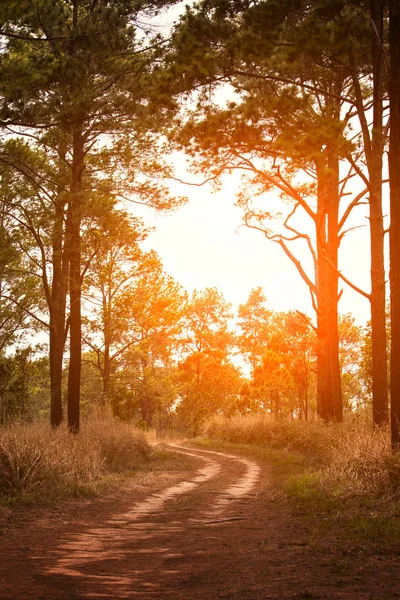 Belle lumière du soleil et route de campagne en bois de pin — Photo