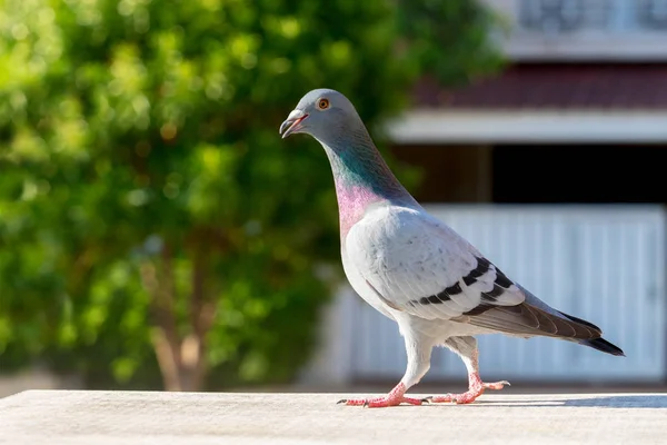 Homing pigeon bird perching on home loft — Stock Photo, Image