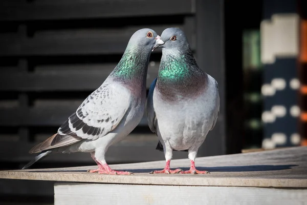 Couples de comportement d'élevage de pigeons voyageurs — Photo