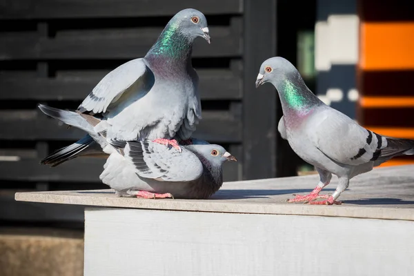 Homing pigeon mating bahavior on home loft — Stock Photo, Image