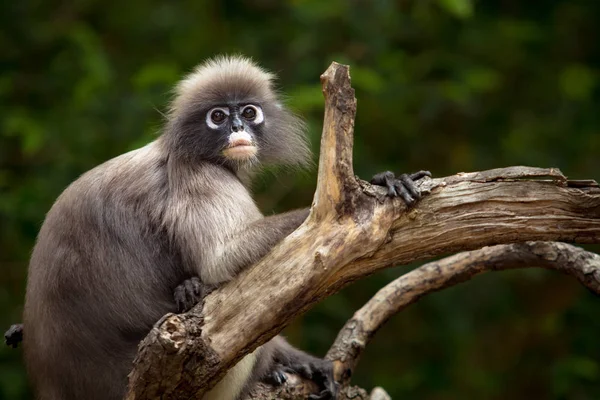Face of dusky leaf monkey in wilderness — Stock Photo, Image