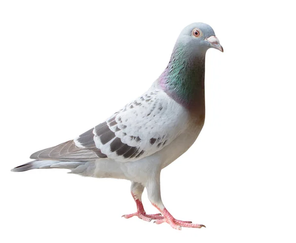 Full body of sport racing pigeon bird looking eye contact to cam — Stock Photo, Image