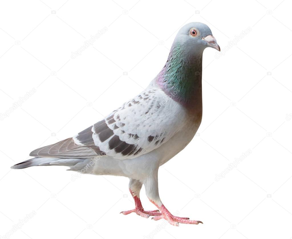 full body of sport racing pigeon bird looking eye contact to cam