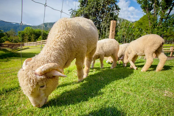Manada de ovejas merino en la granja de rancho rural — Foto de Stock