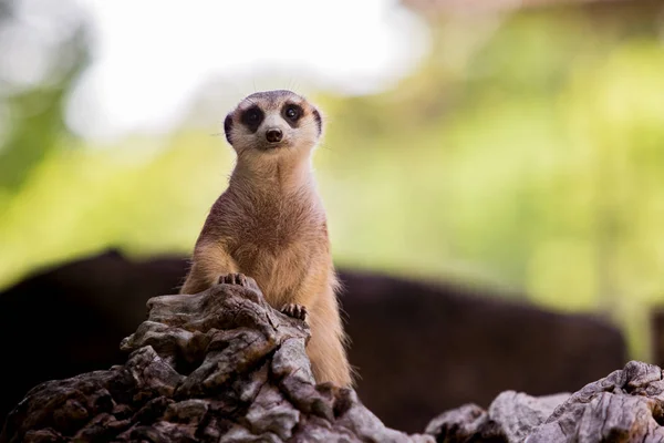 Face de suricate sur souche d'arbre avec fond flou — Photo