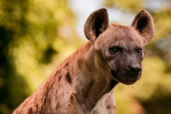 Nahaufnahme des Gesichts einer Hyäne und des Auges, das auf die Jagd blickt — Stockfoto