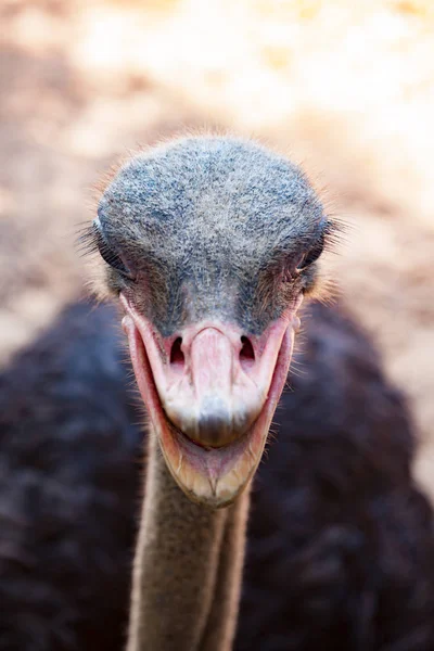 Fechar a cabeça de avestruz no campo — Fotografia de Stock