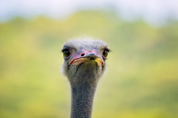 Close up cabeça de avestruz contra fundo borrão verde — Fotografia de Stock
