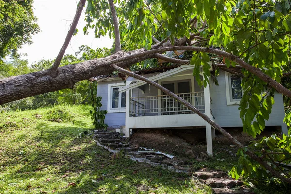 Falling tree after hard storm on damage house — Stock Photo, Image