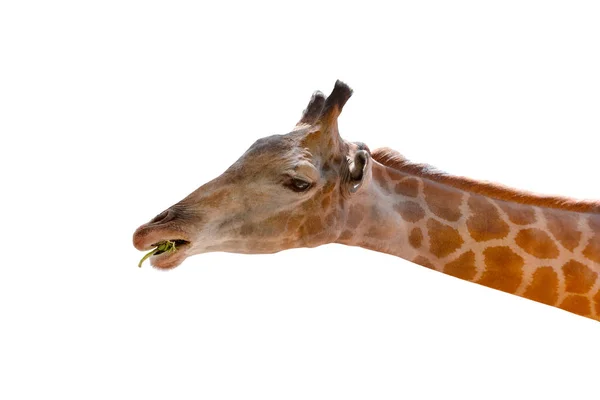 Bliska głowy żyrafa jedzenie zielony liści na białym tle biały tył — Zdjęcie stockowe