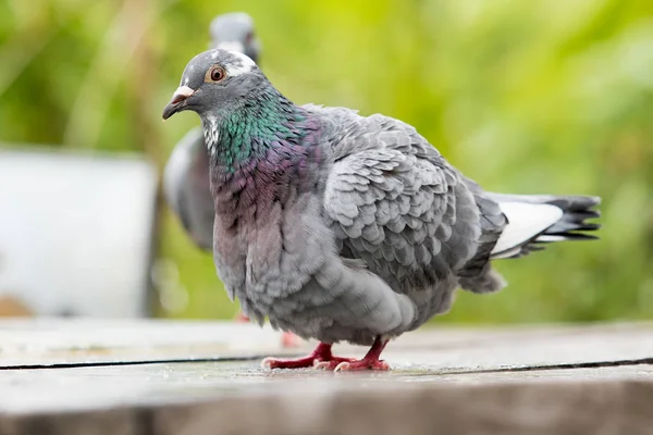 Homing piccione uccello balneazione verde parco — Foto Stock