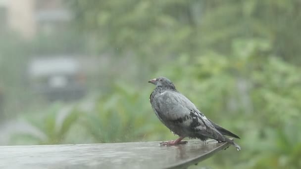 Pájaro palomo solitario de pie bajo dura lluvia — Vídeos de Stock