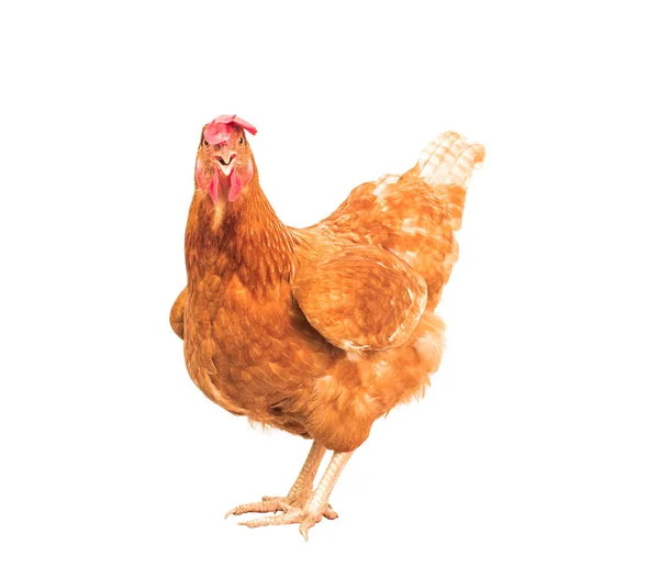 Corpo inteiro de galinha de frango marrom de pé isolado backgroun branco — Fotografia de Stock