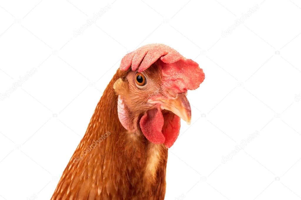 close up face of chicken hen isolated white background