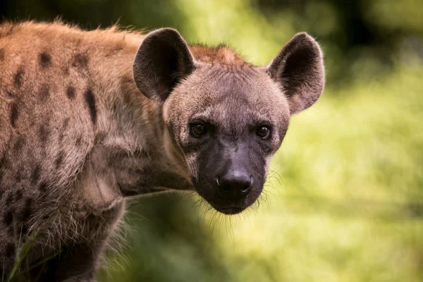 Close-up van gezicht van hyena en oog kijken naar jacht — Stockfoto