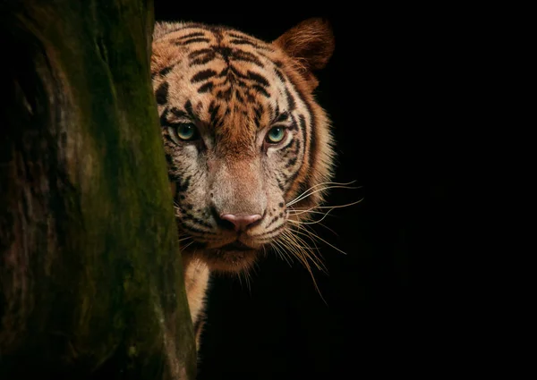 Tigre rosto olhos à procura de caça contra fundo preto — Fotografia de Stock