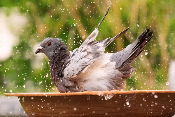 Домашний голубь купается в банке с водой — стоковое фото