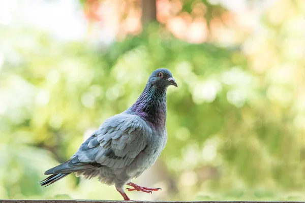 Ptak gołąb przeciwko zielony rozmycie tła — Zdjęcie stockowe