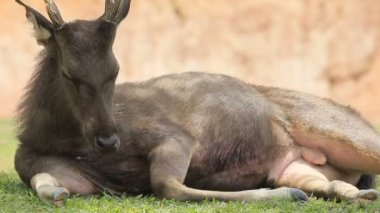Orman alanı üzerinde yalan sambar geyiği