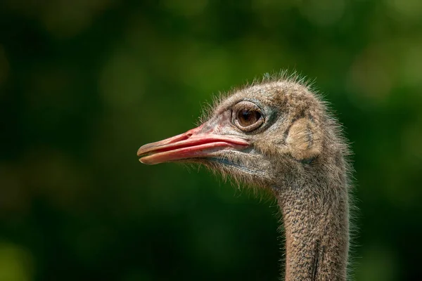 Close up de cabeça de avestruz contra fundo borrão verde — Fotografia de Stock