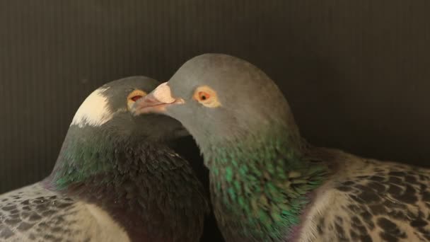 家のロフトで伝書鳩を飼育 — ストック動画